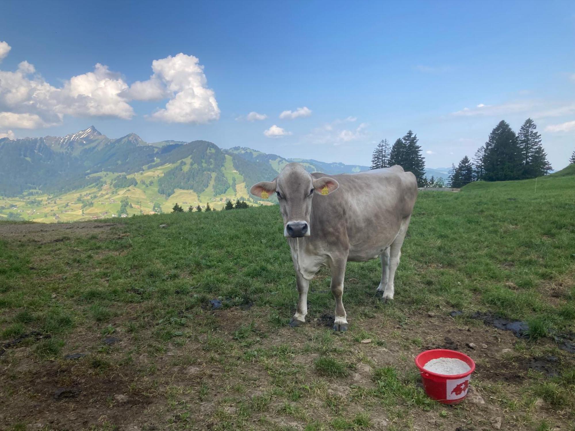 Wies Stein  Екстериор снимка